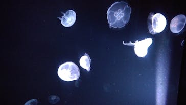 サンシャイン水族館に投稿された画像（2020/7/30）