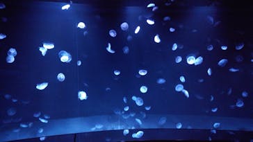 サンシャイン水族館に投稿された画像（2020/7/30）