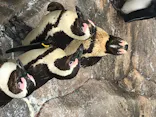 仙台うみの杜水族館に投稿された画像（2020/7/30）