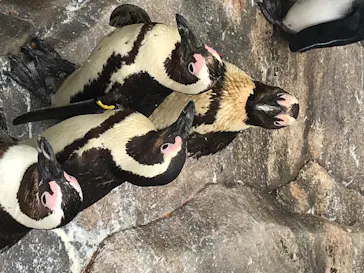 仙台うみの杜水族館に投稿された画像（2020/7/30）