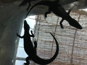 熱川バナナワニ園に投稿された画像（2020/7/30）