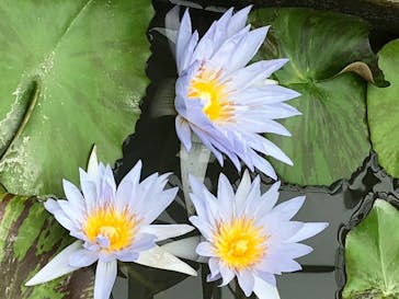 熱川バナナワニ園に投稿された画像（2020/7/30）