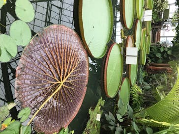 熱川バナナワニ園に投稿された画像（2020/7/30）