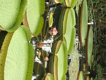 熱川バナナワニ園に投稿された画像（2020/7/30）