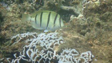 ダイビングショップ Sea Free（シーフリー）に投稿された画像（2020/7/30）