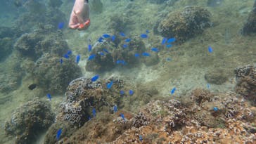 ダイビングショップ Sea Free（シーフリー）に投稿された画像（2020/7/30）