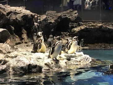 すみだ水族館に投稿された画像（2020/7/31）