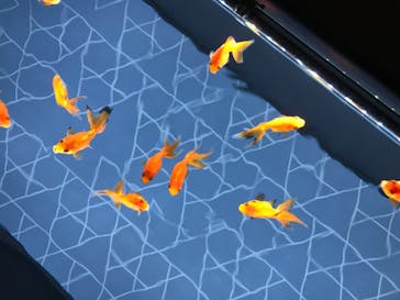 すみだ水族館に投稿された画像（2020/7/31）