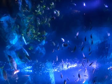 すみだ水族館に投稿された画像（2020/7/31）