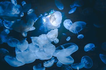 サンシャイン水族館に投稿された画像（2020/7/31）