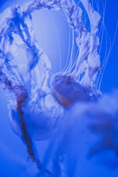 サンシャイン水族館に投稿された画像（2020/7/31）