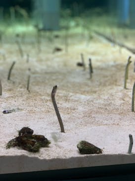 すみだ水族館に投稿された画像（2020/7/31）