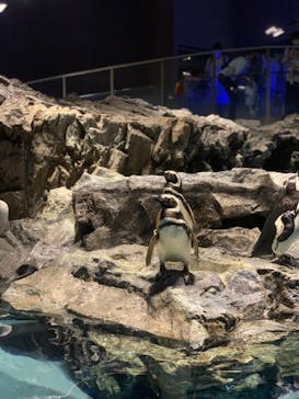 すみだ水族館に投稿された画像（2020/7/31）