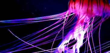 すみだ水族館に投稿された画像（2020/7/31）