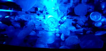 すみだ水族館に投稿された画像（2020/7/31）