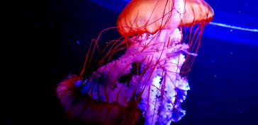 すみだ水族館に投稿された画像（2020/7/31）