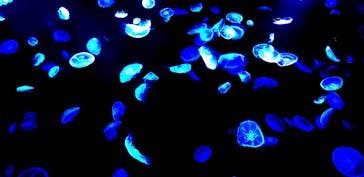 すみだ水族館に投稿された画像（2020/7/31）