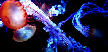 すみだ水族館に投稿された画像（2020/7/31）