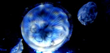 サンシャイン水族館に投稿された画像（2020/7/31）