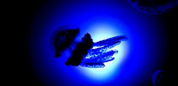 サンシャイン水族館に投稿された画像（2020/7/31）