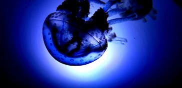 サンシャイン水族館に投稿された画像（2020/7/31）