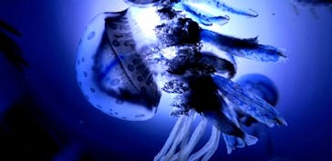 サンシャイン水族館に投稿された画像（2020/7/31）