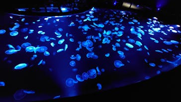 すみだ水族館に投稿された画像（2020/7/31）