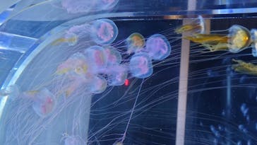 すみだ水族館に投稿された画像（2020/7/31）