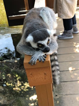 神戸どうぶつ王国に投稿された画像（2020/7/31）