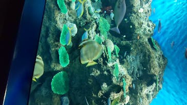 アクアワールド茨城県大洗水族館に投稿された画像（2020/7/31）