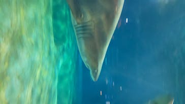 アクアワールド茨城県大洗水族館に投稿された画像（2020/7/31）