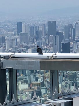 ハルカス300(展望台)に投稿された画像（2020/7/31）