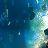 アクアワールド茨城県大洗水族館に投稿された画像（2020/7/31）