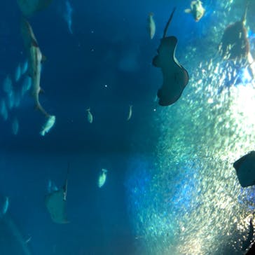 アクアワールド茨城県大洗水族館に投稿された画像（2020/7/31）