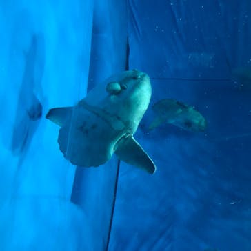 アクアワールド茨城県大洗水族館に投稿された画像（2020/7/31）