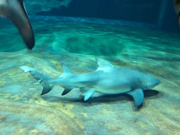 アクアワールド茨城県大洗水族館に投稿された画像（2020/7/31）