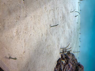 アクアワールド茨城県大洗水族館に投稿された画像（2020/7/31）