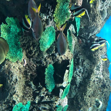 アクアワールド茨城県大洗水族館に投稿された画像（2020/7/31）