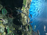 アクアワールド茨城県大洗水族館に投稿された画像（2020/7/31）