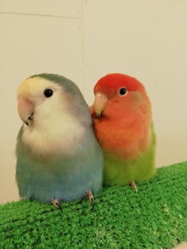 Moff animal world BIGHOPガーデンモール印西店に投稿された画像（2020/7/31）