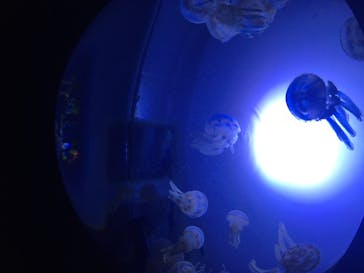 サンシャイン水族館に投稿された画像（2020/7/31）