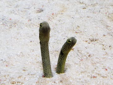 すみだ水族館に投稿された画像（2020/8/1）