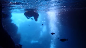 ダイビングショップ Sea Free（シーフリー）に投稿された画像（2020/8/1）