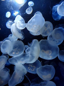 サンシャイン水族館に投稿された画像（2020/8/1）