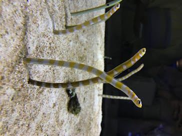 すみだ水族館に投稿された画像（2020/8/1）