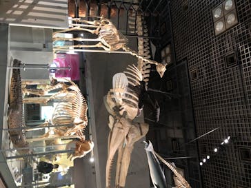 国立科学博物館に投稿された画像（2020/8/1）