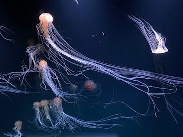 サンシャイン水族館に投稿された画像（2020/8/1）