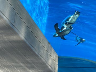 サンシャイン水族館に投稿された画像（2020/8/1）
