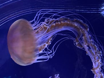 すみだ水族館に投稿された画像（2020/8/1）