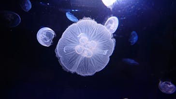 サンシャイン水族館に投稿された画像（2020/8/1）